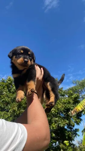 Filhote rottweiler, puro carinho e lealdade esperando por você!
