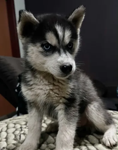 Husky siberiano 