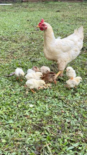Pintinhos caipira 