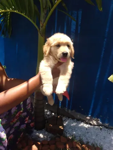 Golden retriever filhote lindos e charmosos