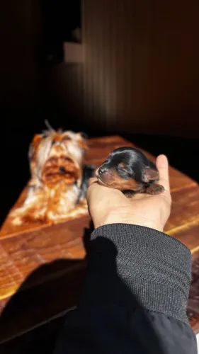 cachorros