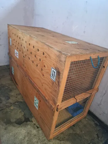 Caixa de transporte de madeira para pet
