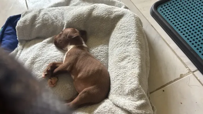 Estou doando esse filhote de pitbull