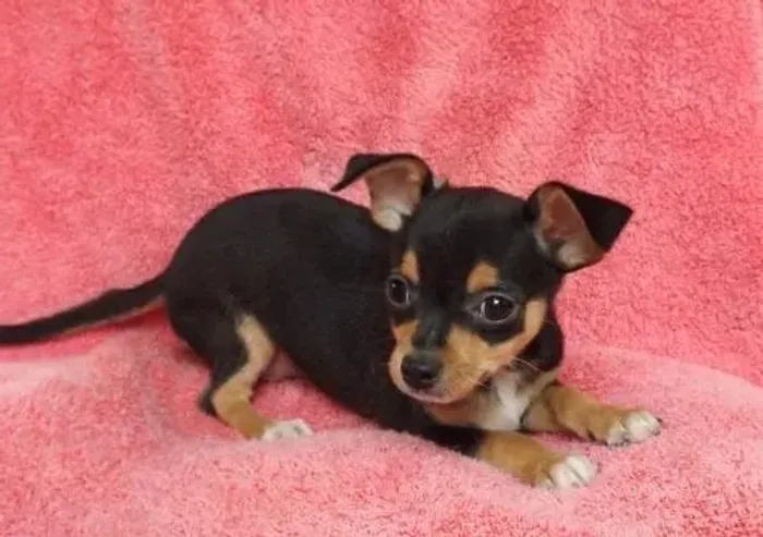 pinscher 