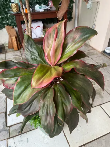 Plantas
