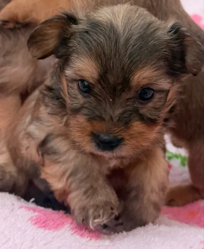 Yorkshire terrier