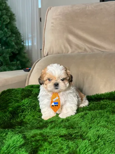 Shihtzu macho 