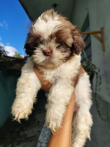 shih tzu fígado