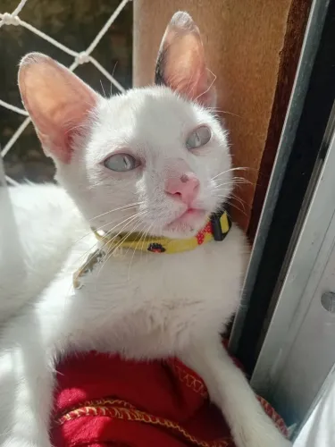 Doação de gatinha 