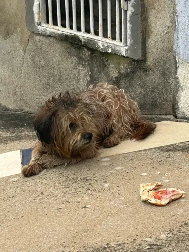 Cachorro abandonado 