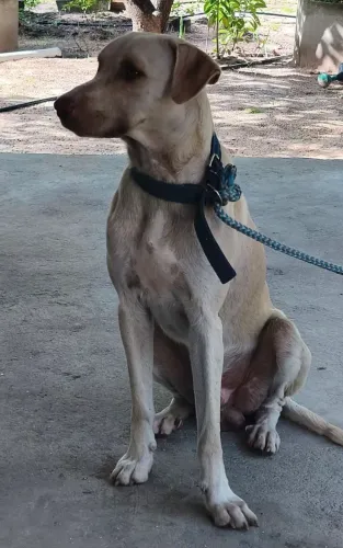 Doação responsável 