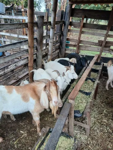 Vendo cabras e cabritas