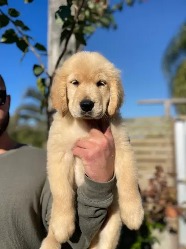 Filhote de Golden Retriever com Pedigree