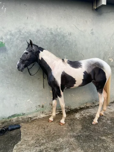Potra mestiça