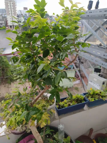 Jabuticabeira Híbrida Enxertada Produzindo - 7 Anos - Vaso 100L - Porte Adulto