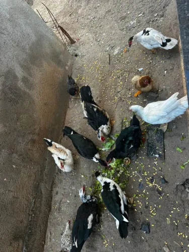 Pato