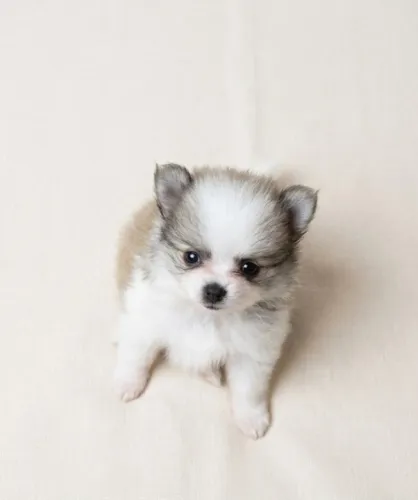 Lulu pomerania anão príncipe