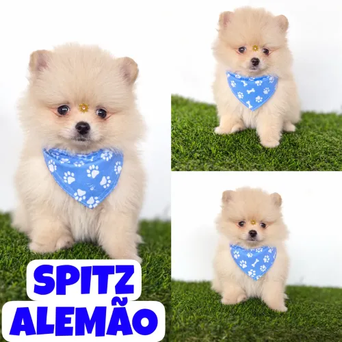 Machinho de Spitz Alemão Anão c/ Microchipe + Garantia + Parcelado 12x