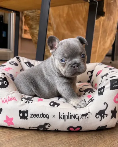 Filhote fêmea Bulldog Francês Lilac