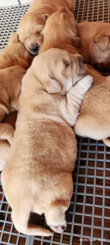 Filhotes Golden Retriever com Pedigree! Genética Selecionada - Grande Florianópolis