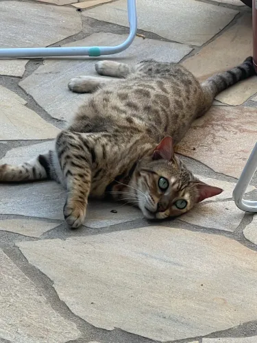 Doa-se Bengals adultos