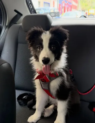 Mais que um pet, um parceiro inseparável para todos os dias!