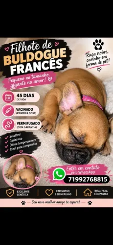 Filhote Buldogue francês