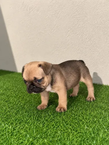 Bulldog Francês Macho 