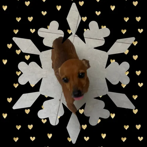 Pinscher macho numero 1 com 0