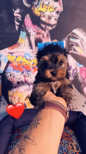 Filhote meigo e carinhoso yorkshire terrier