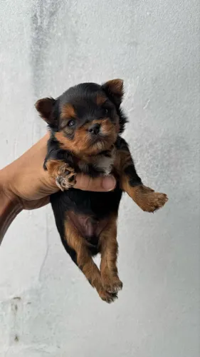Yorkshire C/Pedigree Machinho
