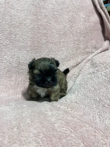 Vendo filhote