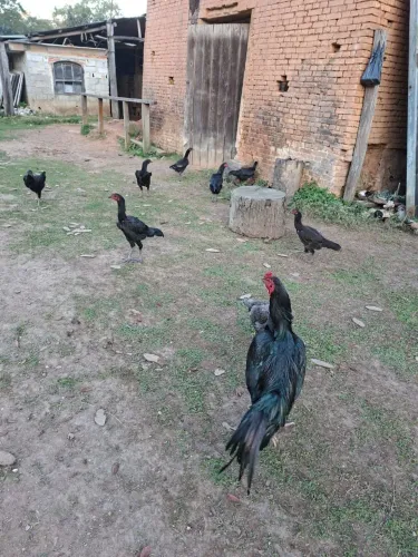 Galinhas pretas índia urubu gigante