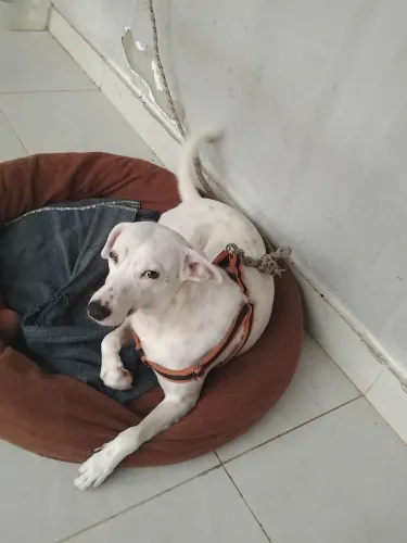 Cadela para doação