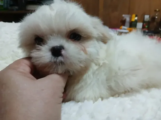 shihtzu femea
