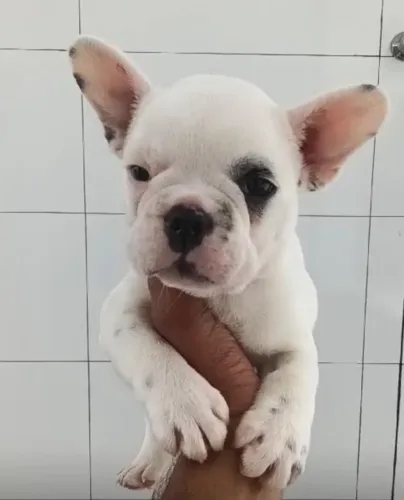 Bulldog frances excelente procedencia