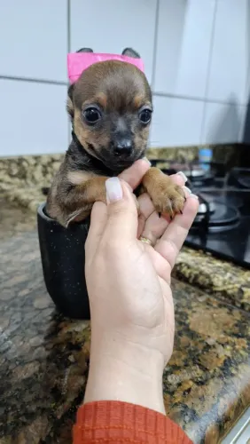 Filhotes de Pinscher 0