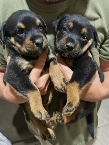 Filhote de Rottweiler