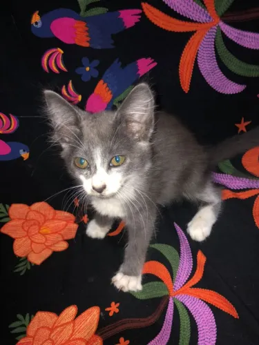 Gato macho filhote