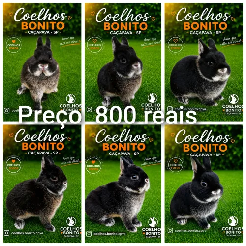 Coelho anão Netherland Dwarf Coelhinho pequenino 