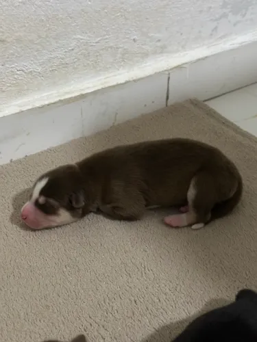 Husky siberiano