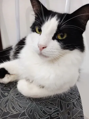 Doa-se gato