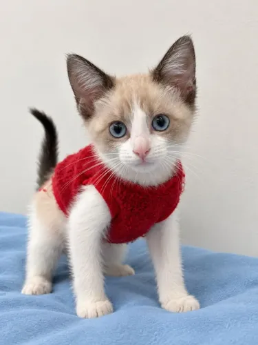 Gatinho 45 fia para adoção responsável