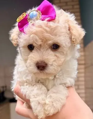 Poodle toy filhotes 