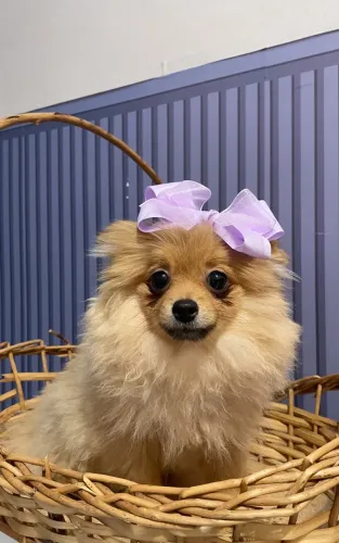 Spitz Alemão Fêmea