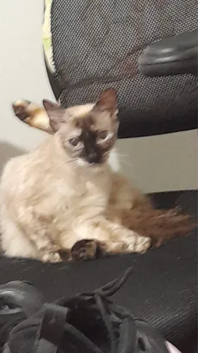 Doando gata de raça 