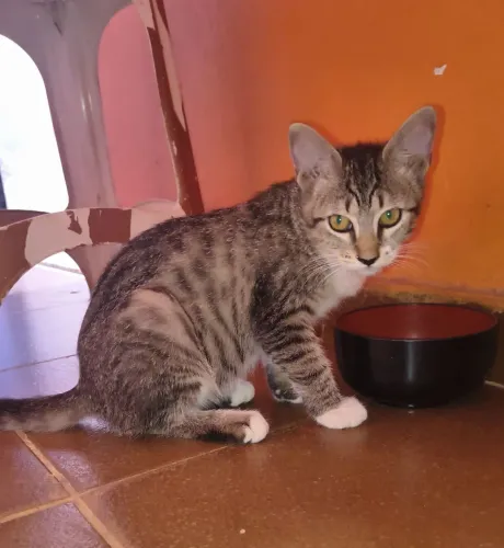 Fêmea dócil 4 meses