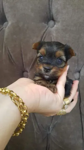 Yorkshire terrier micro com pedigree linhagem importada!