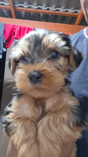 Yorkshire terrier