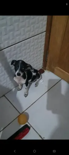 Pincher macho zero com 1